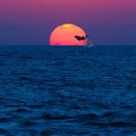 Dolphin in the Sunset