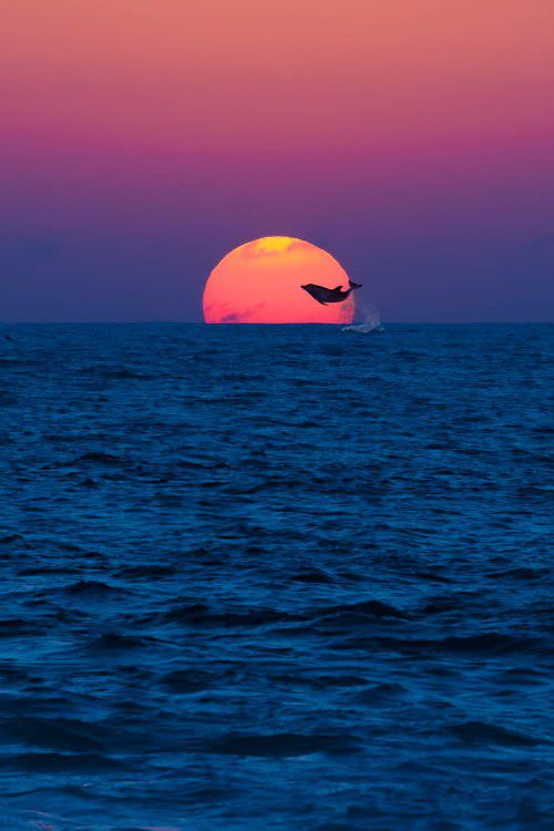 Ocean, gorgeous, amazingview, sunset, Dolphin, smartphonewallpaper, calm, sea, Iphone, Samsung, HDwallpaper