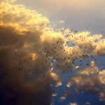 Summer Sky Clouds Flying Birds