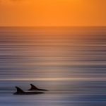Dolphin-Sunrise-by-Johny-Spencer-on-500px