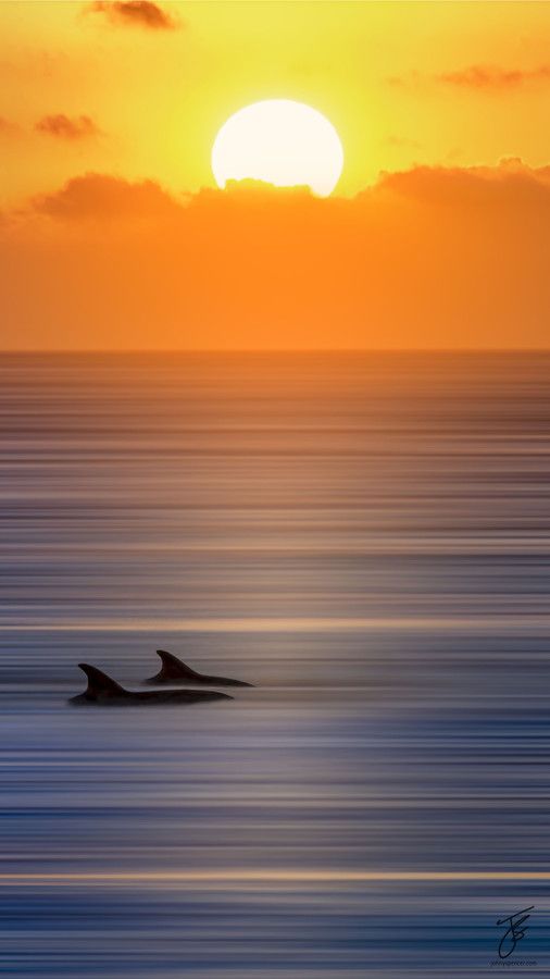 Ocean, gorgeous, amazingview, sunset, Dolphin, smartphonewallpaper, calm, sea, Iphone, Samsung, HDwallpaper