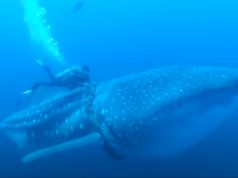 adventure, experience, amazing, diving, whale shark, whale, shark, ocean, deep water, help, save life, rescue,