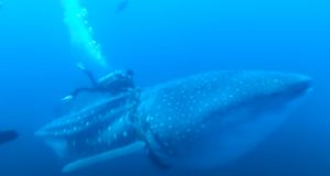 adventure, experience, amazing, diving, whale shark, whale, shark, ocean, deep water, help, save life, rescue,