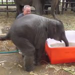 This video about a baby elephant taking a bath just made my day!