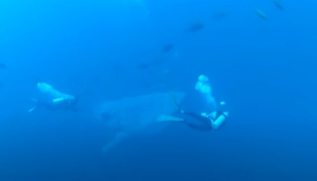 He Swims Up To A Whale Shark In Horrible Pain. The Diver Acts Quickly ...