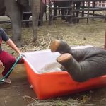 This video about a baby elephant taking a bath just made my day!