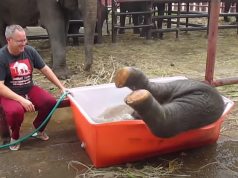 Elephant, Baby, Good Time, Bath, Camp, Water,