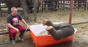 Elephant, Baby, Good Time, Bath, Camp, Water,