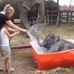 Elephant, Baby, Good Time, Bath, Camp, Water,