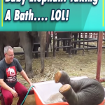 This video about a baby elephant taking a bath just made my day!