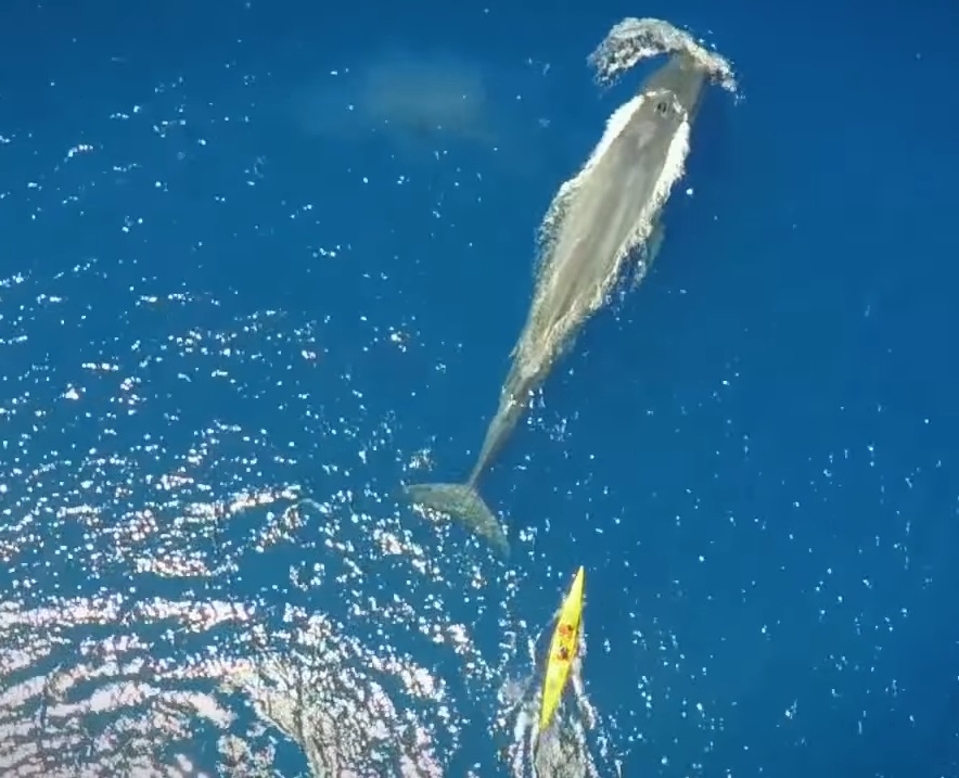 Creature, Animals, Kayaker, Wonderful, largest, Ocean,