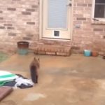 He spent a day building a door for his Kitty