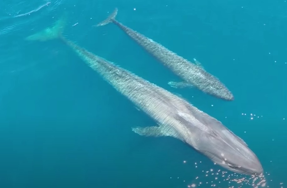 Creature, Animals, Kayaker, Wonderful, largest, Ocean,