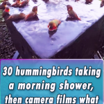 30 hummingbirds taking a morning shower