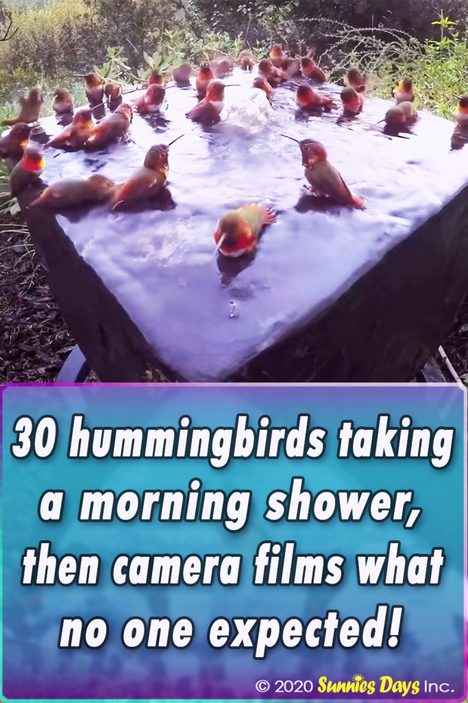 hummingbird, Shower, Morning, Beautiful, Relaxing, Water,