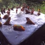 30 hummingbirds taking a morning shower