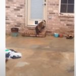 He spent a day building a door for his Kitty