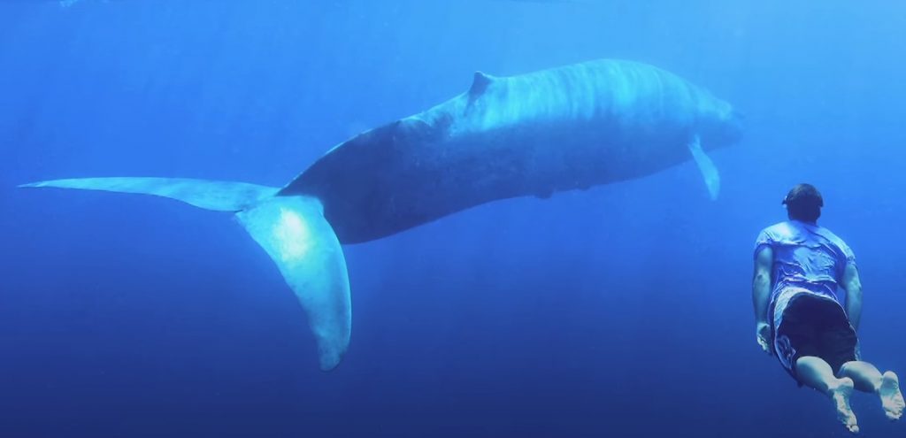 Creature, Animals, Kayaker, Wonderful, largest, Ocean,