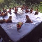 30 hummingbirds taking a morning shower