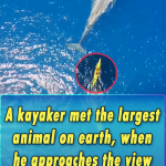 A kayaker met the largest animal on earth