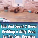 He spent a day building a door for his Kitty