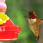 hummingbird find a bird feeder