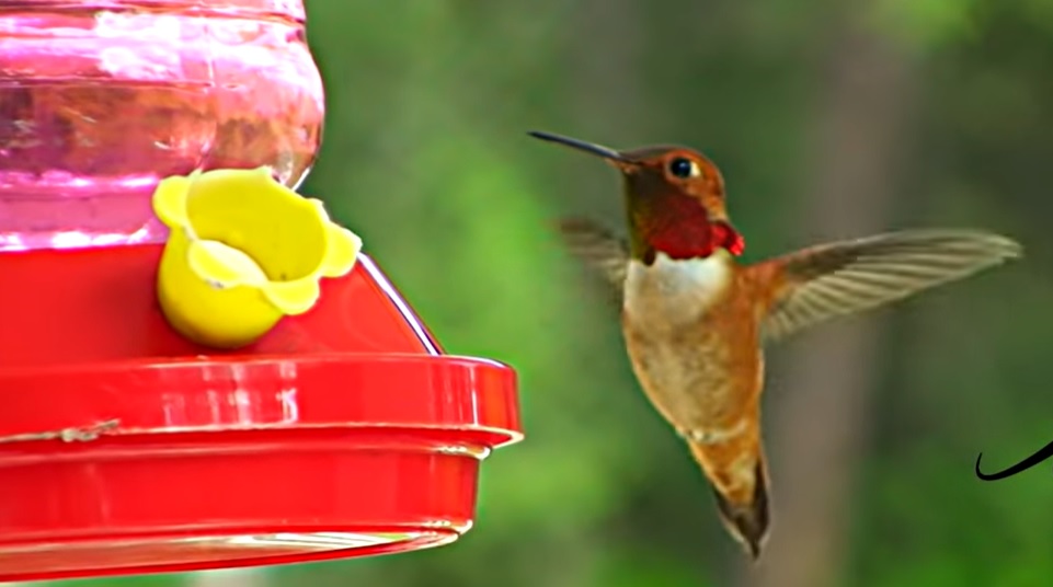 hummingbird feeder, cute hummingbird, cute little animals, bird like bee, hummingbird,
