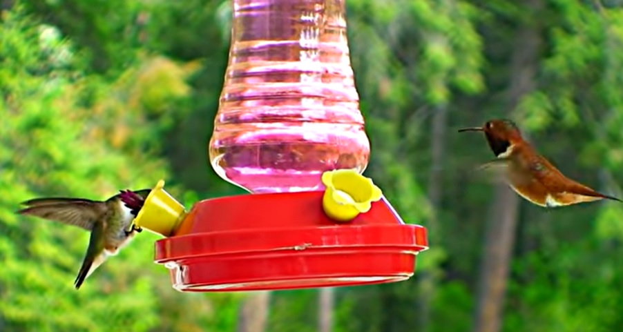 hummingbird feeder, cute hummingbird, cute little animals, bird like bee, hummingbird,