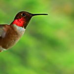 hummingbird eat from a bird feeder