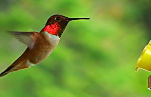 hummingbird feeder, cute hummingbird, cute little animals, bird like bee, hummingbird,