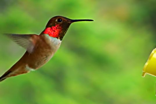 hummingbird feeder, cute hummingbird, cute little animals, bird like bee, hummingbird,