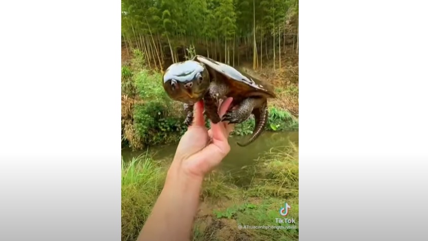 Big-Headed Turtle, turtle looks like pokemon, rare turtle with big head, amazing creature with big head, asian big headed turtle