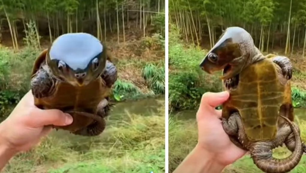 Big-Headed Turtle, turtle looks like pokemon, rare turtle with big head, amazing creature with big head, asian big headed turtle