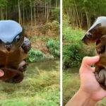 Big-Headed Turtle: a rare creature that looks like Pokemon!