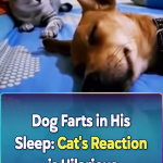 Dog Farts in His Sleep Cat’s Reaction is Hilarious