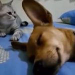 Dog Farts in His Sleep Cat’s Reaction is Hilarious1