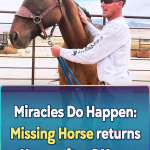 Miracles Do Happen Missing Horse returns Home after 8 Years