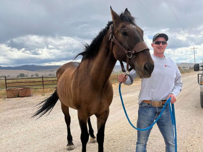 UTAH missing Horse, Mustang horse comes back home in UTAH, Miracles in UTAH, UTAH's Miracles, Missing horse in UTAH, missing pets in UTAH, Missing Animals in Utah, happy ending story in Utah