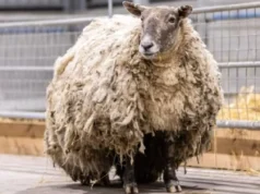 Fiona, the loneliest sheep, Sheep stranded on remote island, Scottish farmers rescue sheep, Daring rescue mission, Animal rescue, Compassionate farmers, Sheep shearer Cammy Wilson, Resilient sheep, Hope and perseverance, Animal welfare