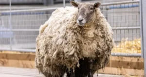 Fiona, the loneliest sheep, Sheep stranded on remote island, Scottish farmers rescue sheep, Daring rescue mission, Animal rescue, Compassionate farmers, Sheep shearer Cammy Wilson, Resilient sheep, Hope and perseverance, Animal welfare