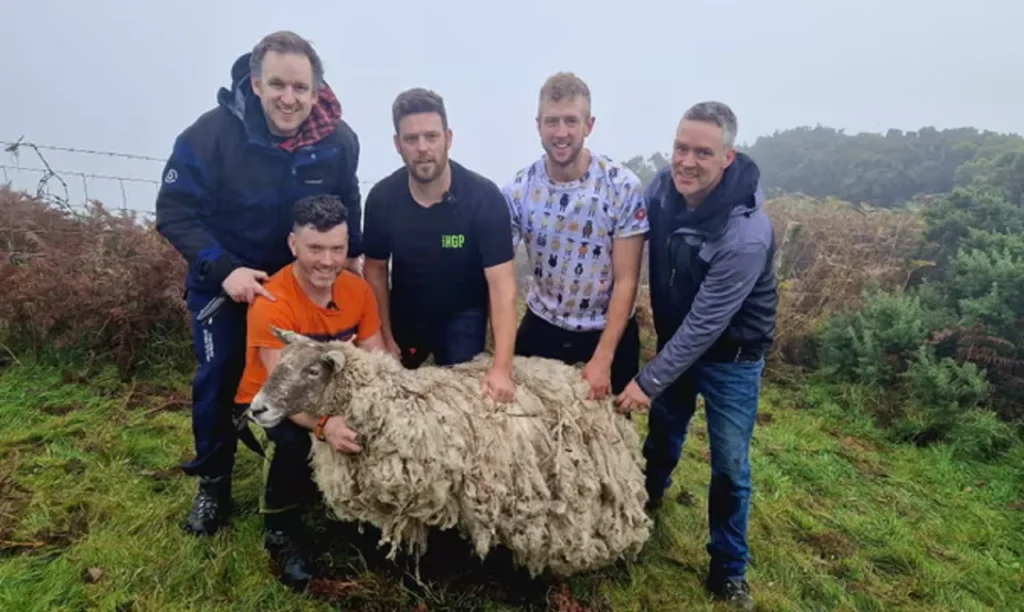 loneliest sheep rescued, fiona the sheep, farmers rescue sheep, sheep stranded on island, sheep rescue mission, sheep sheared, sheep wool charity, wool made into something amazing, sheep fleece raffle, compassionate farmers, 