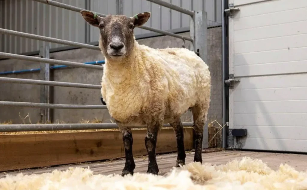 loneliest sheep rescued, fiona the sheep, farmers rescue sheep, sheep stranded on island, sheep rescue mission, sheep sheared, sheep wool charity, wool made into something amazing, sheep fleece raffle, compassionate farmers, 