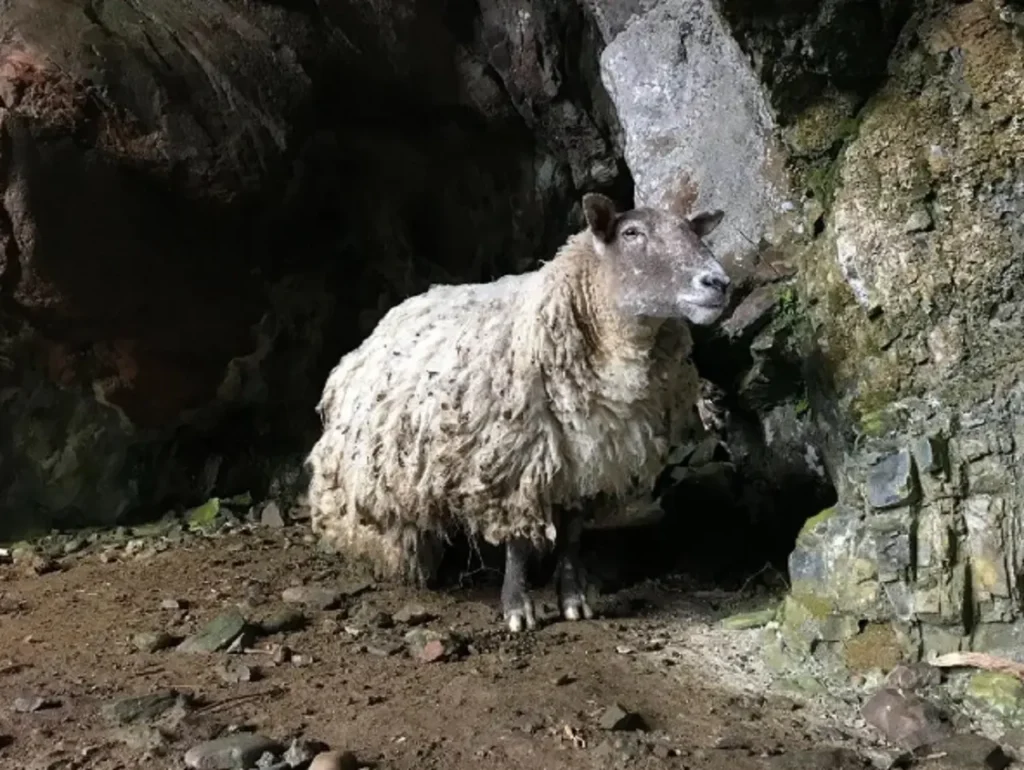 loneliest sheep rescued, fiona the sheep, farmers rescue sheep, sheep stranded on island, sheep rescue mission, sheep sheared, sheep wool charity, wool made into something amazing, sheep fleece raffle, compassionate farmers, 