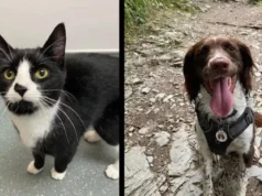 lost cat rescue, dog finds lost cat, cat trapped in mine shaft, firefighters rescue cat, importance of microchipping pets, tips for finding a lost cat, heartwarming story of rescue, loyalty of dogs, power of community support, happy ending to scary situation