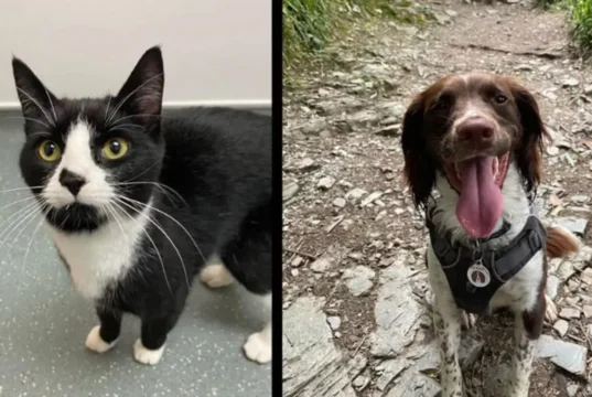 lost cat rescue, dog finds lost cat, cat trapped in mine shaft, firefighters rescue cat, importance of microchipping pets, tips for finding a lost cat, heartwarming story of rescue, loyalty of dogs, power of community support, happy ending to scary situation