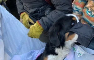 Colorado Dog Rescue Story, Meyers Ranch Park Lost Dog, Community Dog Rescue Efforts, Heartwarming Animal Rescue Tales, Lost and Found Pets Colorado, Hiker Dog Rescue Adventure, Animal Compassion Stories, Colorado Mountains Dog Rescue, Pet Reunion Stories, Rescue Dogs in Wilderness.