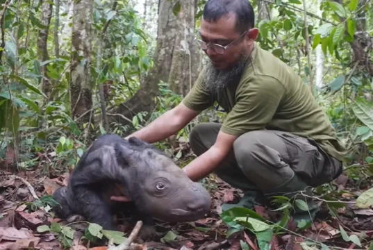 Sumatran Rhino Birth, Endangered Species Conservation, Wildlife Protection in Indonesia, Sumatra Wildlife Preservation, Rhino Species Recovery Efforts, Critically Endangered Rhinos, Sumatran Rhino Sanctuary, Biodiversity and Rhino Protection, Sumatran Rhino Population Growth, Habitat Restoration for Rhinos.