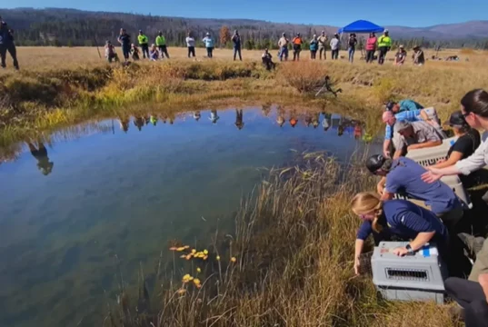 Beaver Conservation, California Department of Fish and Wildlife, Plumas County, Maidu Summit Consortium, Ecosystem Restoration, Wildlife Translocation, Environmental Sustainability, Cultural Revival, Biodiversity, Ecological Balance, Beavers