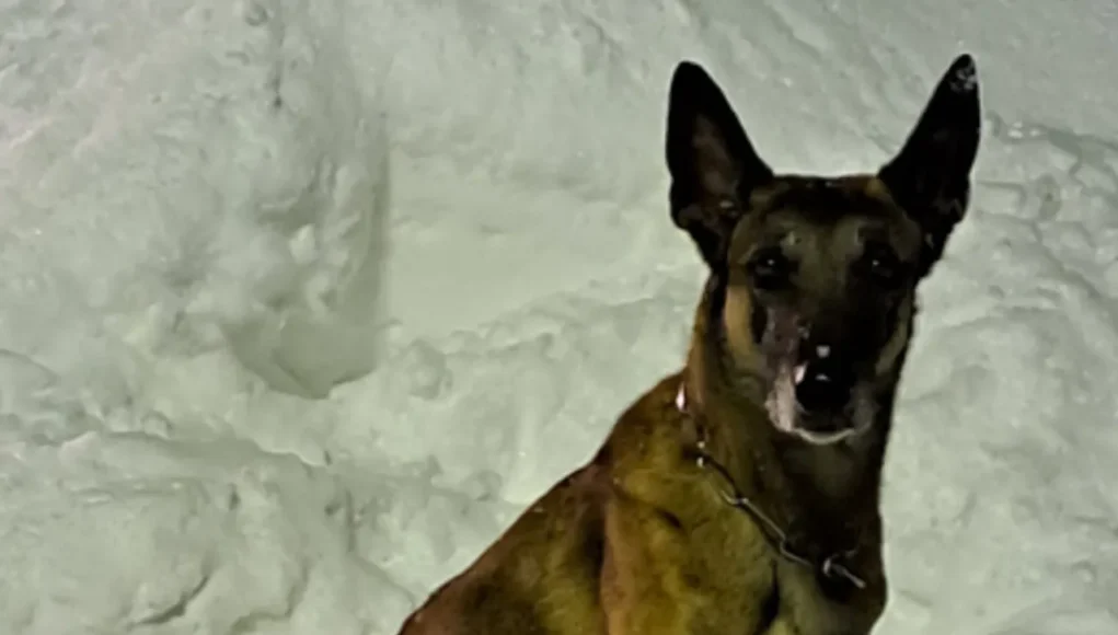 Christmas Eve Child Rescue, Hero Police Dog Story, Kuha Police Dog Hero, Finnish Police Dog Saves Child, Holiday Miracle Child Found, Inner Finland Police Department, Police Dog Search and Rescue, Heartwarming Christmas Dog Story, Elementary School Child Found, Christmas Miracle in Finland