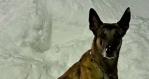 Christmas Eve Child Rescue, Hero Police Dog Story, Kuha Police Dog Hero, Finnish Police Dog Saves Child, Holiday Miracle Child Found, Inner Finland Police Department, Police Dog Search and Rescue, Heartwarming Christmas Dog Story, Elementary School Child Found, Christmas Miracle in Finland